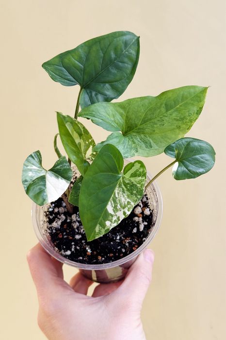 Сингониумы империал вайт, 3 короля (жаде)