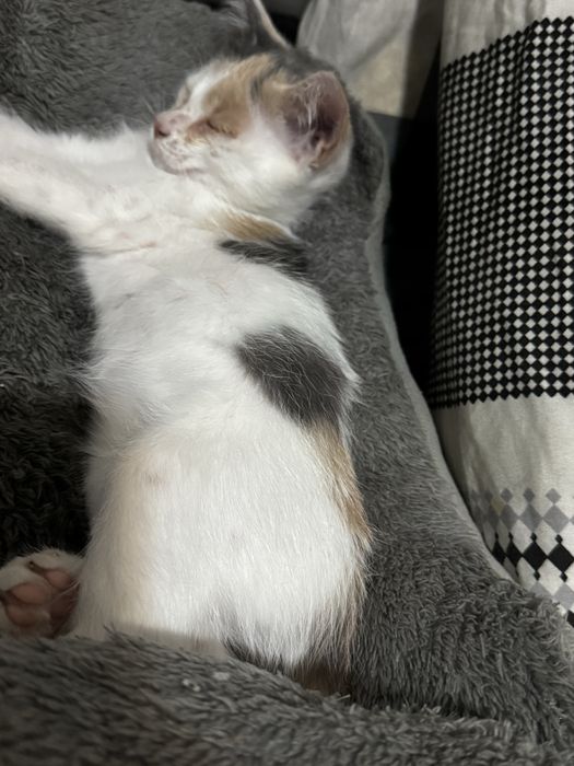Отдам котенка в добрые руки