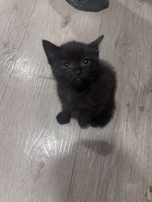 Отдам черных котят