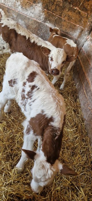 4 taurasi de vânzare