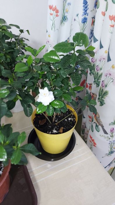 Гардения в Астане