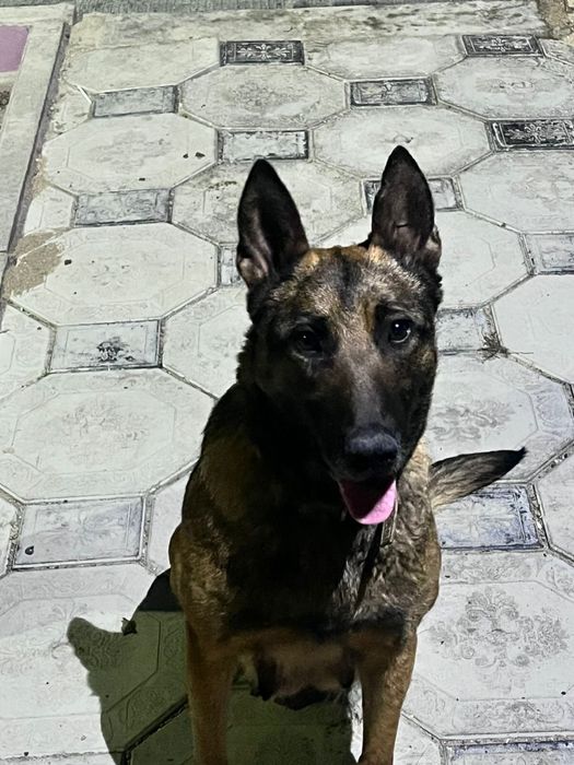 Бельгийская овчарка