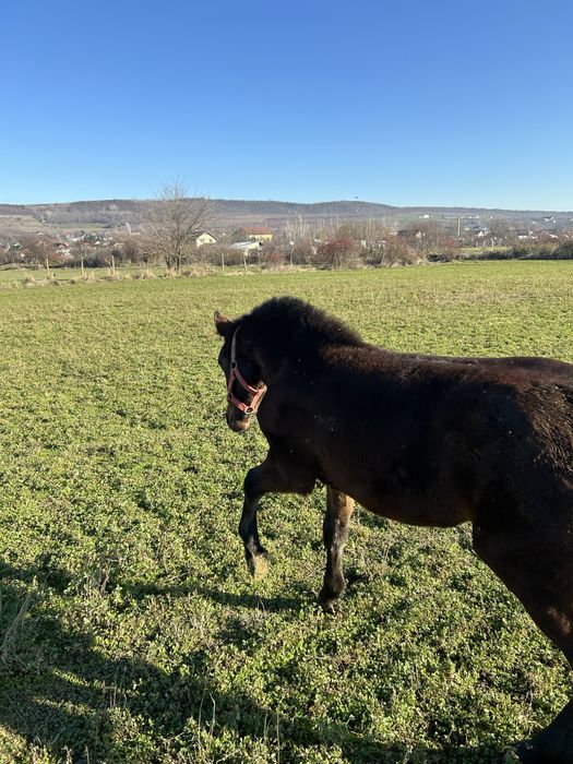 Vand iapa cu manza friz
