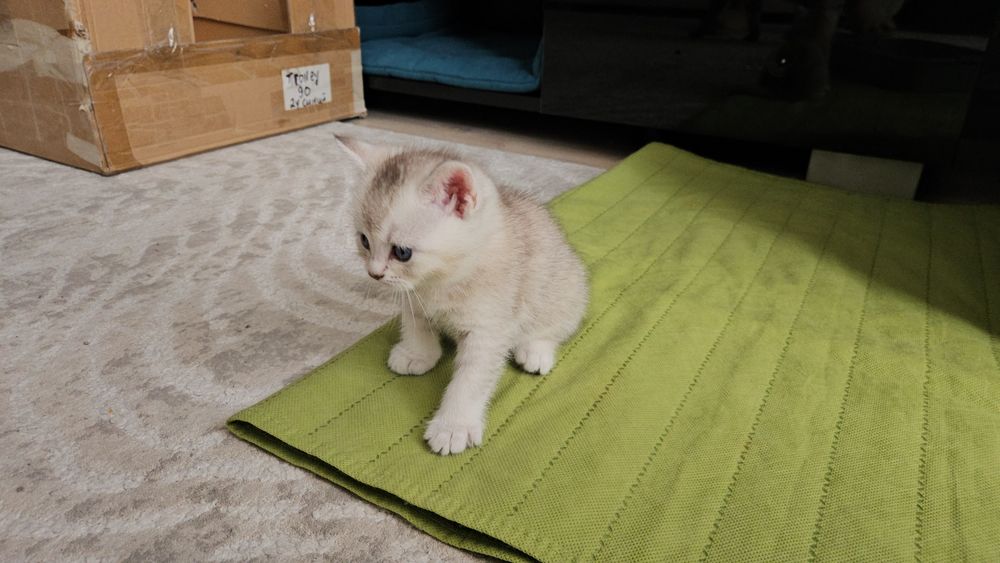 Котята шотландской породы