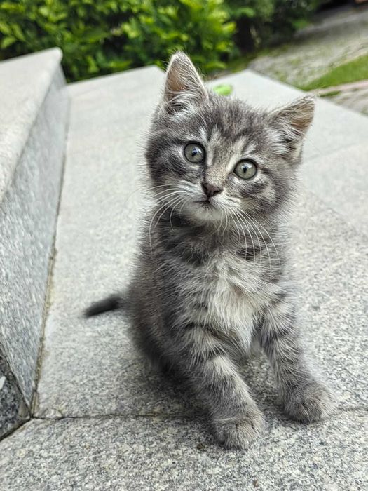 Милый котёнок ищет   дом