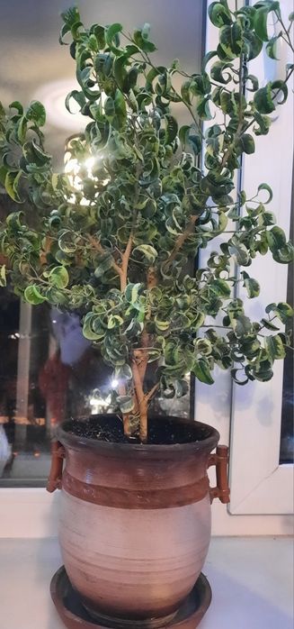 Продам цветок фикус