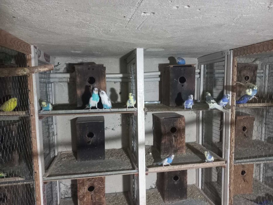 Vand perusi tineret si maturi