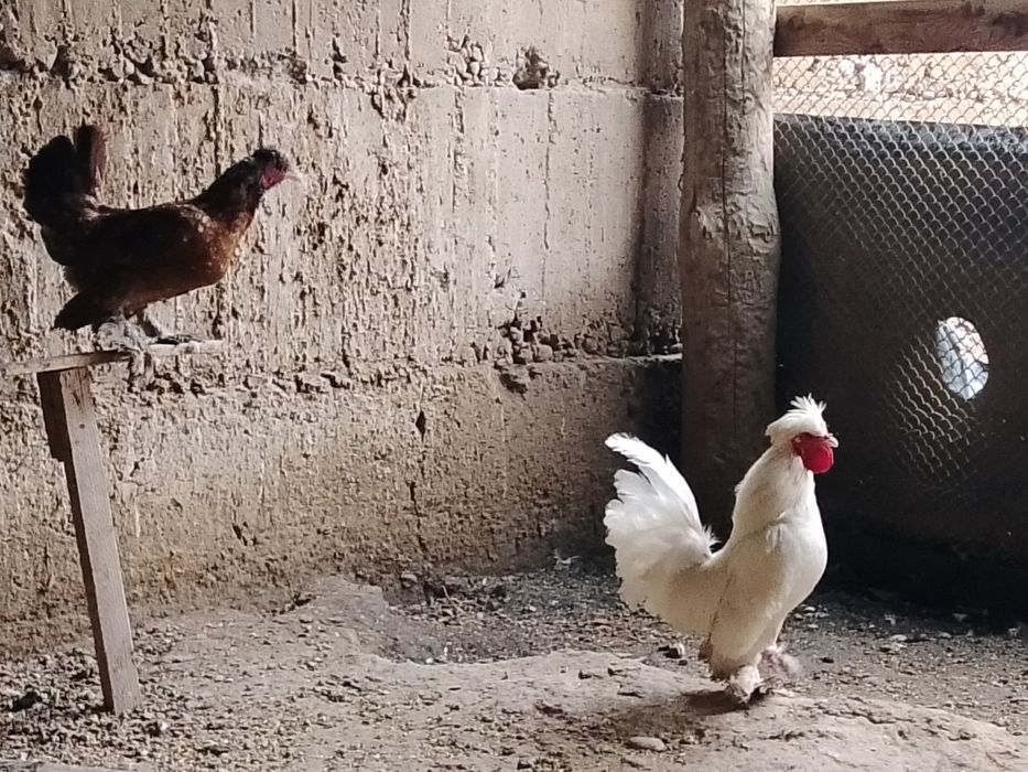 Сатылады парасымен