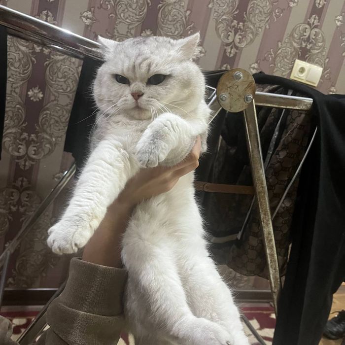 Чистая порода Британский шиншилла вязка