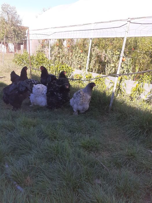 Cocosi și gaini brahma și cochinchina