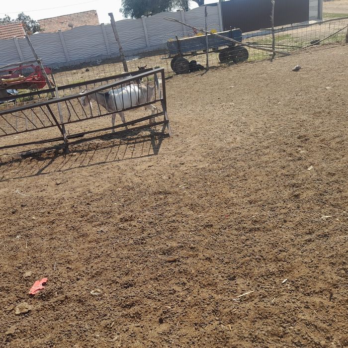 Vând capre  mai mult Detalii la telefon