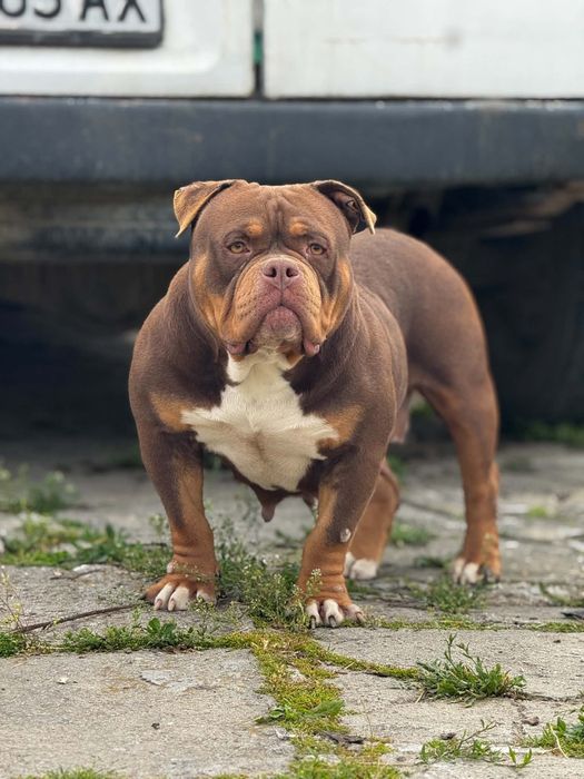 American bully pocket