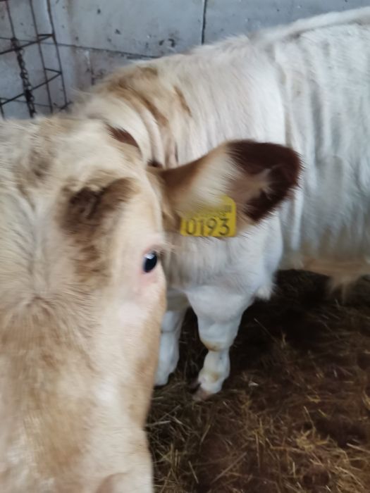 Vând vițel tânăr