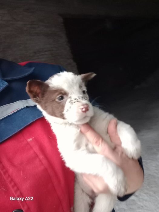 Отдам щенков в хорошие руки