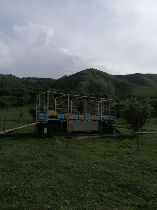 Продам пчелопавелион