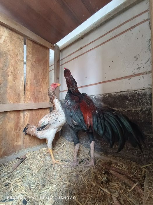 Daken koraz mekenimen birge