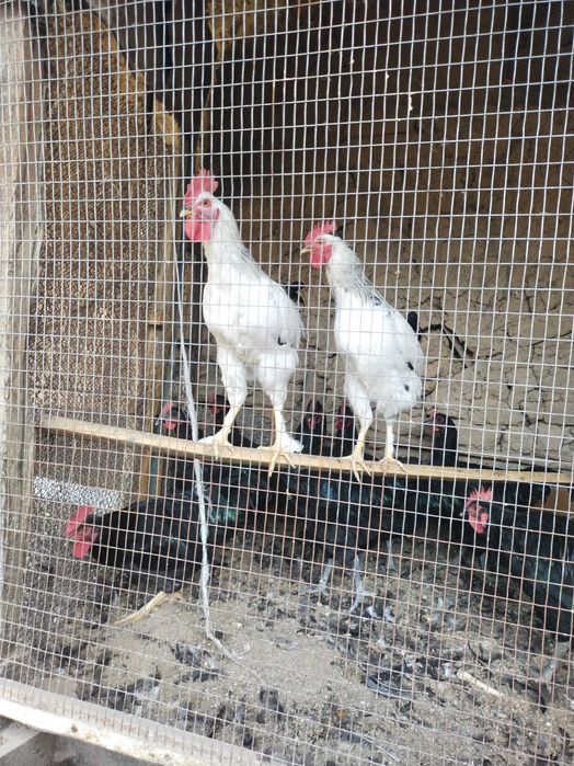 Xoʻroz sotiladi qora shahzodayam bor orasida