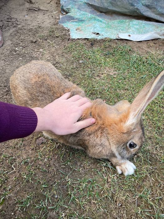 Кролики Бельгийский великан