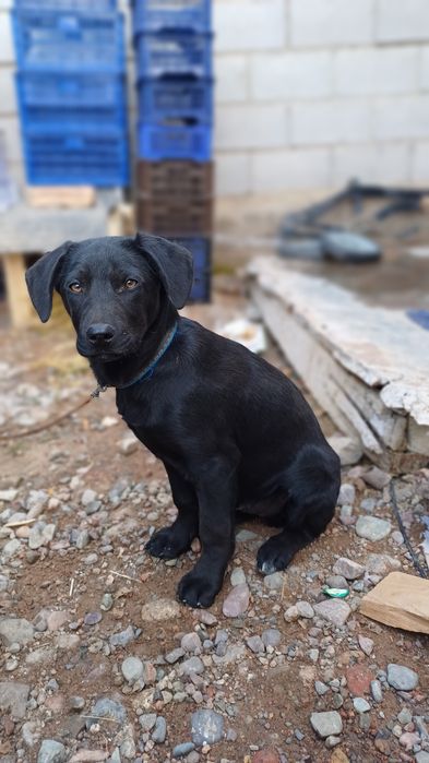салам алекум охотник-лабрадор