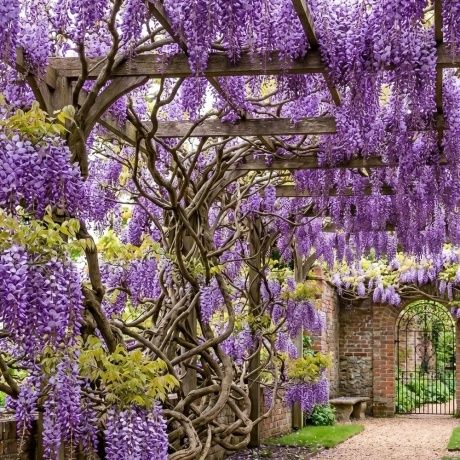 Glicina mov wisteria /planta urcatoare