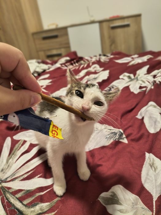 Motanel spre adoptie