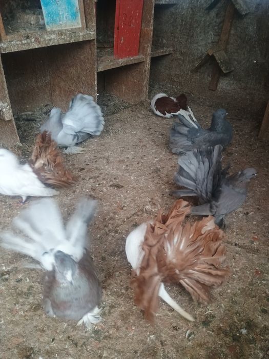 Porumbei voltati indieni/ jucători de galati