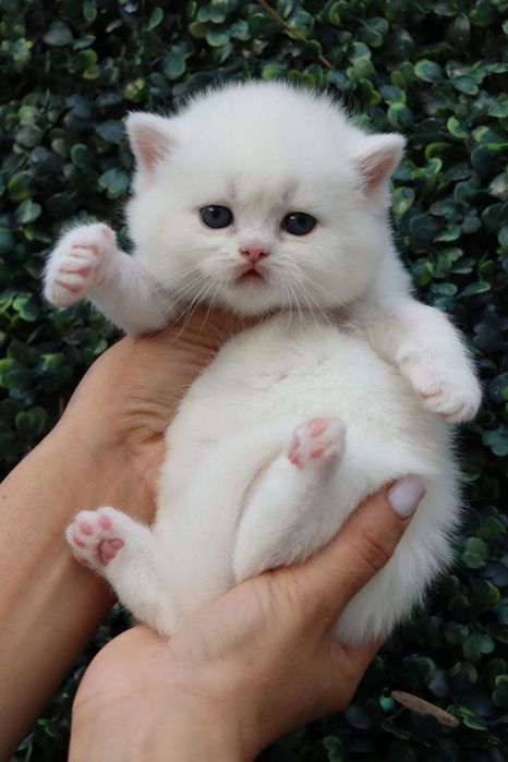 Продаются британские котята