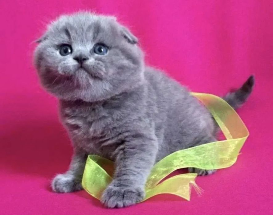 Scottish fold mascul