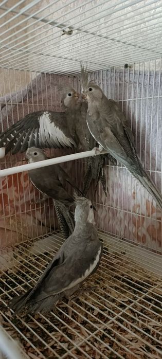 5 ta pokiston tòtilari bor erke hammasi