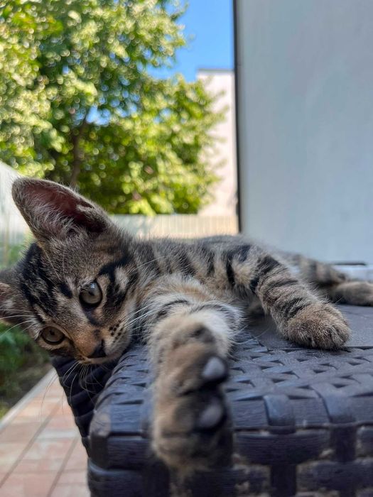 Ofer spre adoptie, gratuit, 4 pui de pisica , rasa comuna, vaccinati , deparazitati , in varsta de 2 luni