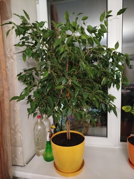 Фикус комнатный.