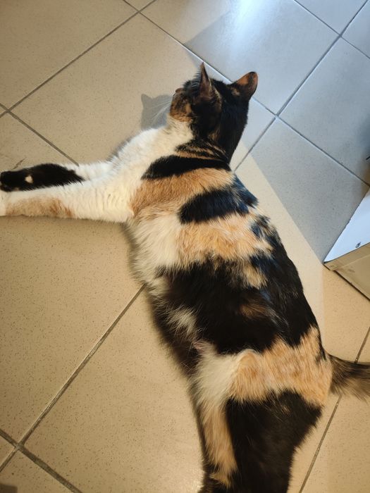 Мысык бесплатно га