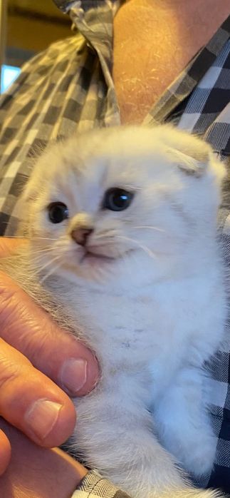 Котята шиншилла серебро