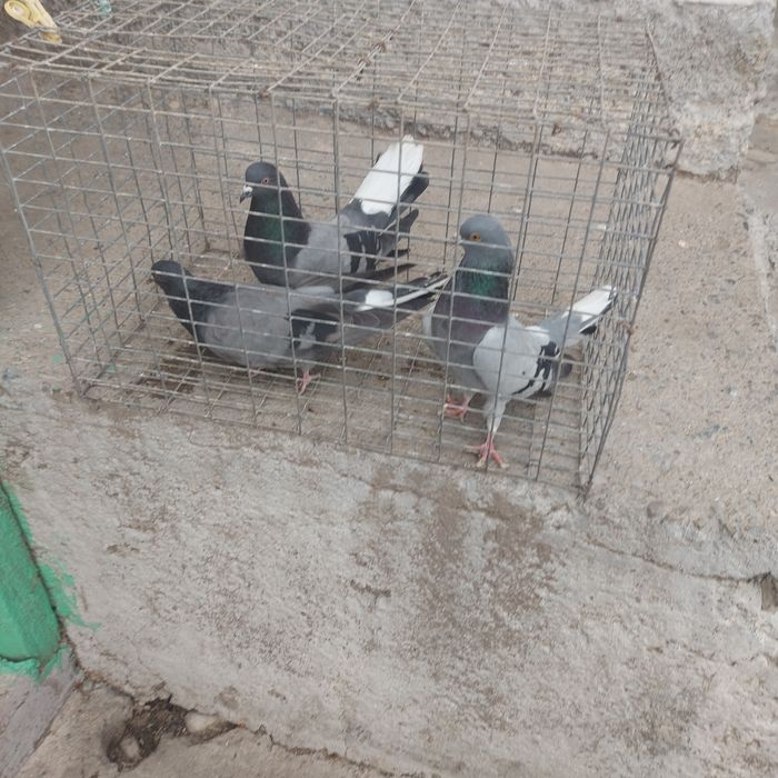 Сизи бабочки 3штук  20 мын