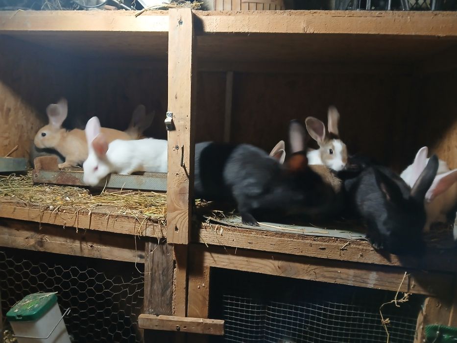 Vând iepuri hicole francez