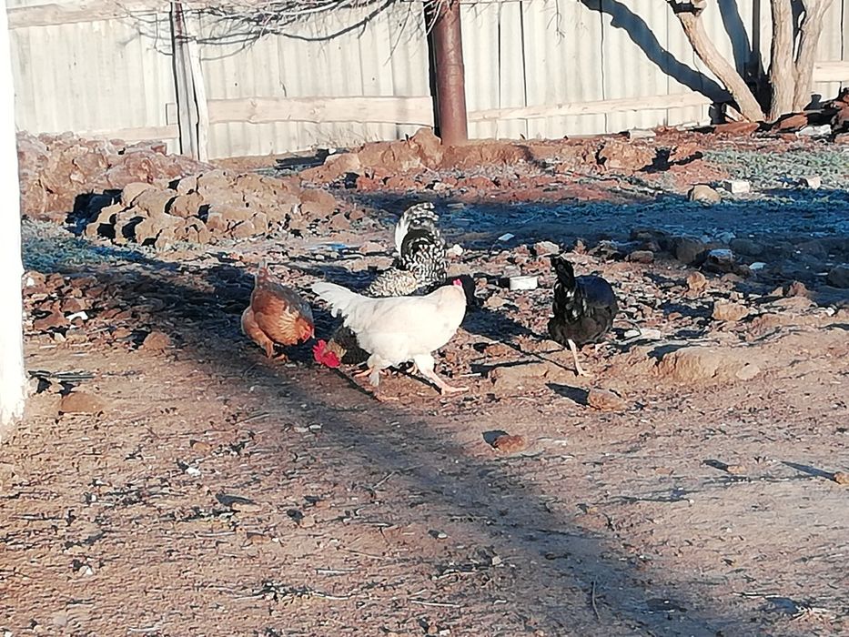 Әтештер сатылады