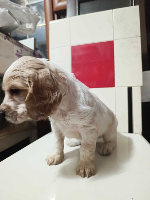 Щенки русского охотничьего спаниеля.