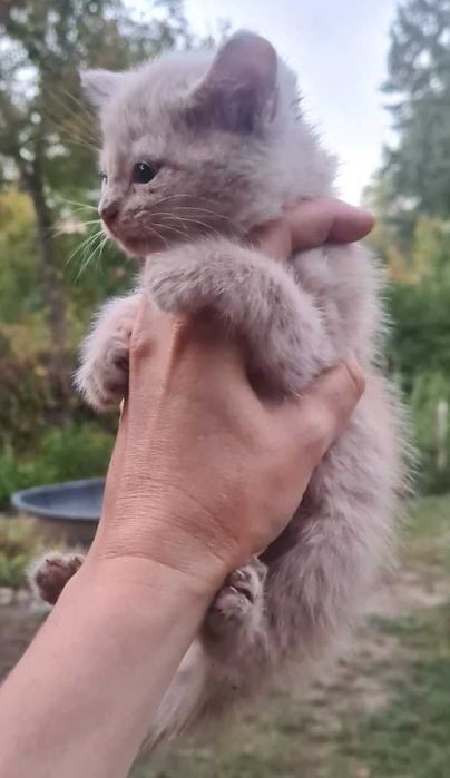 Котята ищут дом!!!