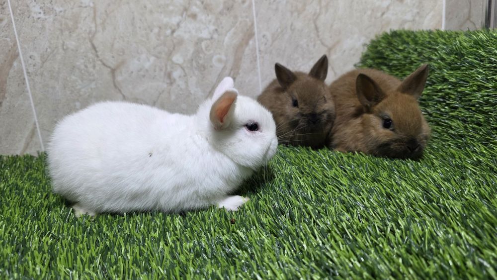 Карликовые кролики / karlik quyonlar
(1,5 месячные и старше)