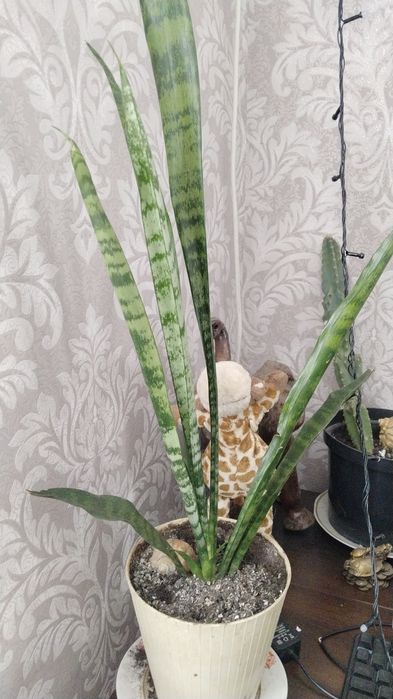 Продам цветы  комнатные адаптированые