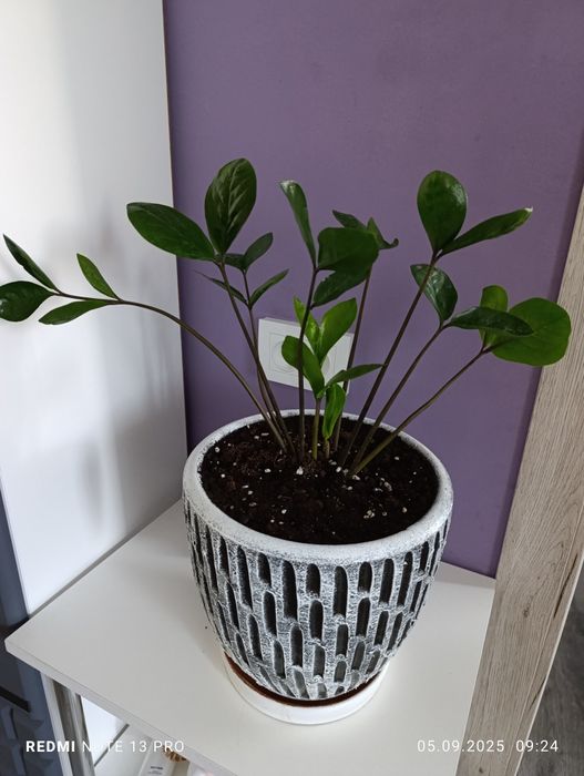 Продам комнатные цветы