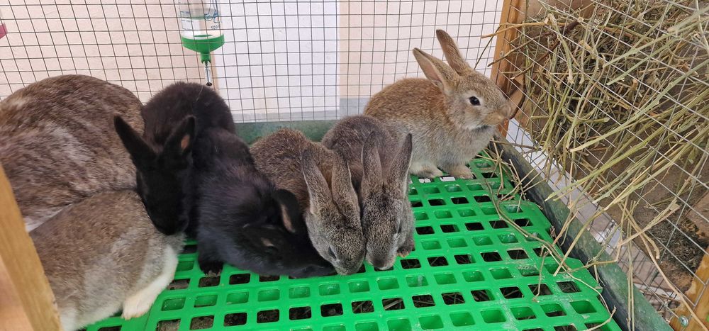 Quyon (қуён, кролик) bolalari