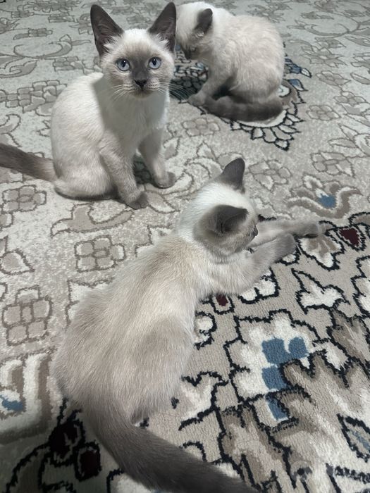 Сиамские котята с голубыми глазами