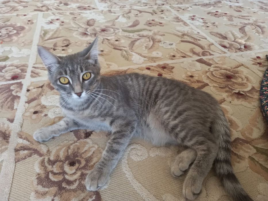 Отдам котёнка в добрые руки