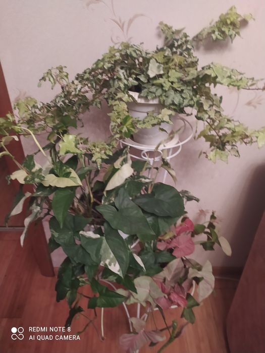 Комнатные  цветы