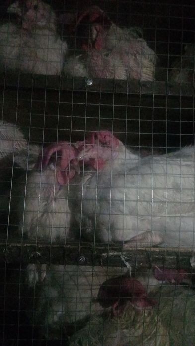 Продам курей 1500 несушки ,