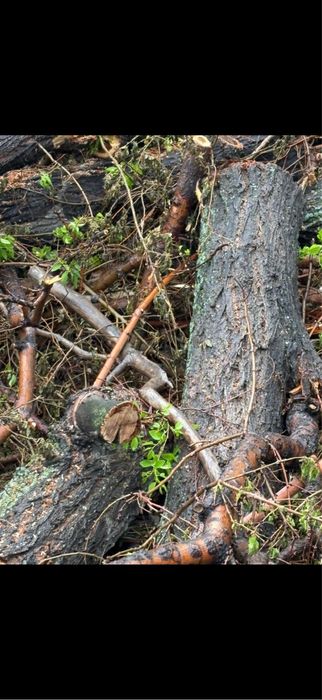 Продам карагач кругляк