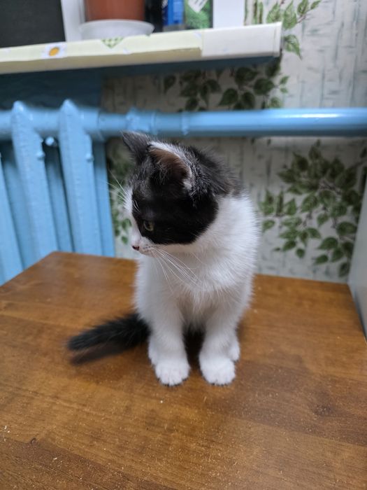Отдам котят в добрые руки
