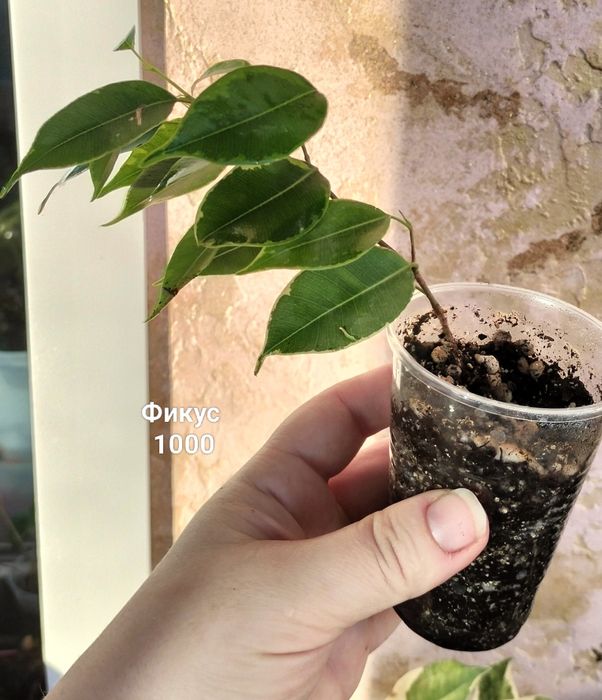 Цветы.                .