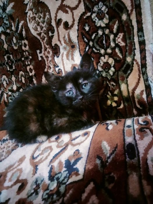 От дам даром  котенка